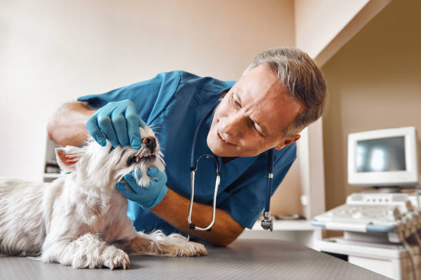 Best Emergency Treatment for Dental Infections or Abscesses in Albany, GA